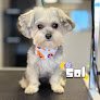 Negocio Z Dog Grooming