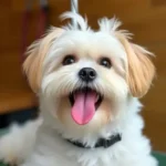 duncan