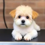 fenton