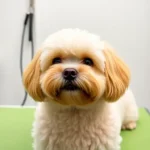 waldorf